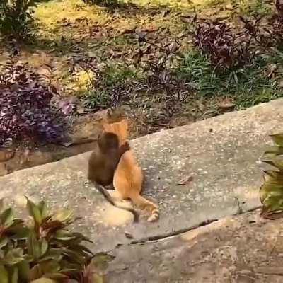 Baby monkey & cat being Bros..
