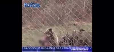 Playing lutes in a bear enclosure goes awry.