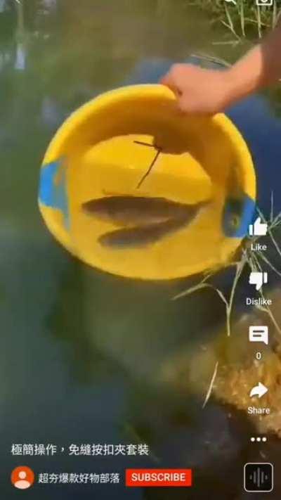 YouTube showing an ad that is a balant animal cruelty