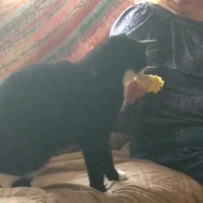 Nothing like good ol' corn on the cob for dinner