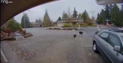 And another one bites the dust