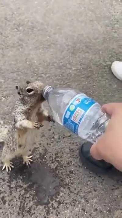Squirrels can be hydro homies too