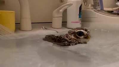 Owl enjoys a swim