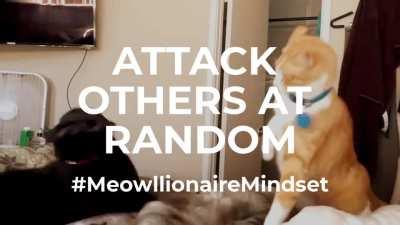 Cats are the REAL sigma males.