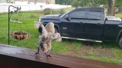 Where Are My Fucking Feathers?!