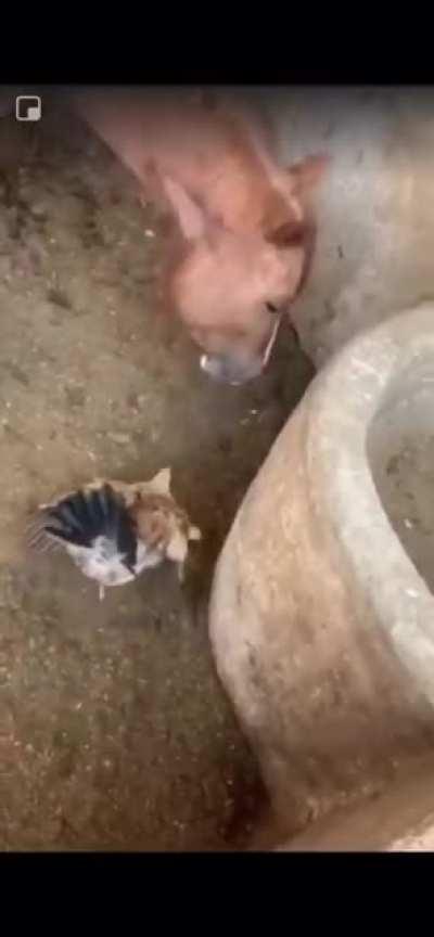 Horse eats a baby chick.