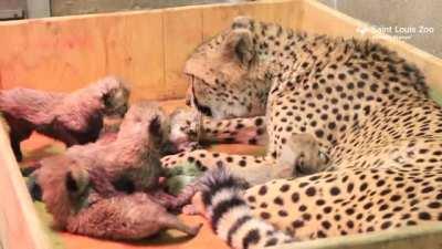 8 cheetah babies: Three weeks old
