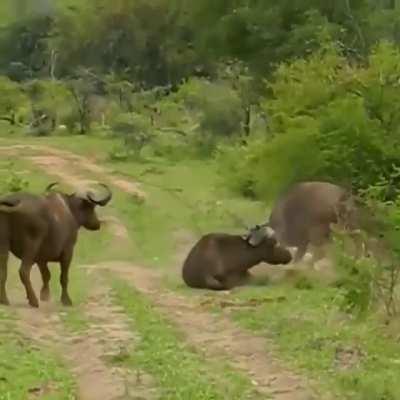 Buffalo flips a lion through the air in order to save it's friend at kruger national park