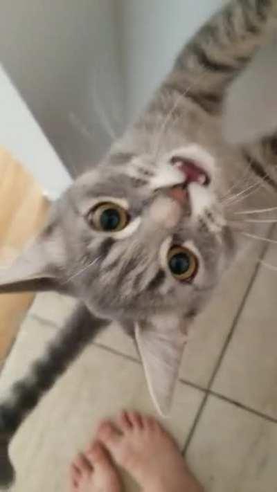 Catsitting for my sister and oh my lord