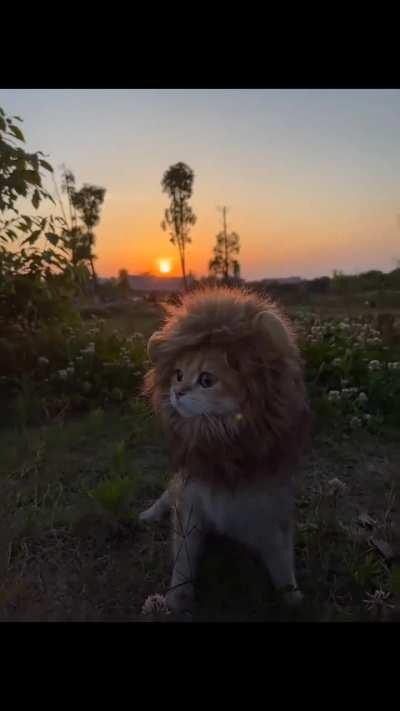 He already thinks that he’s a baby lion.