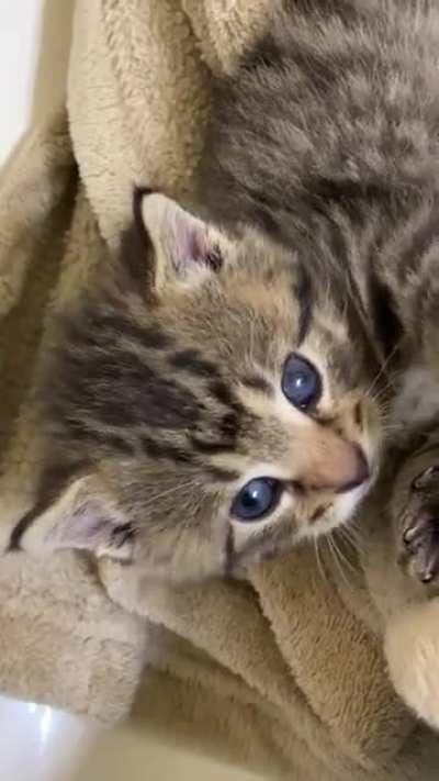 Saved a teenie tiny baby from my townhome community 🐾💕