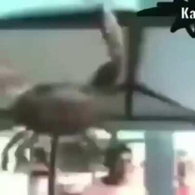 Andam dizendo que o tuê é ...