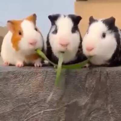 It's nice to have a problem solver in the group