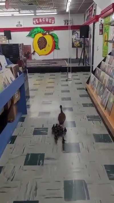 Mama Duck taking the kids to the album shop