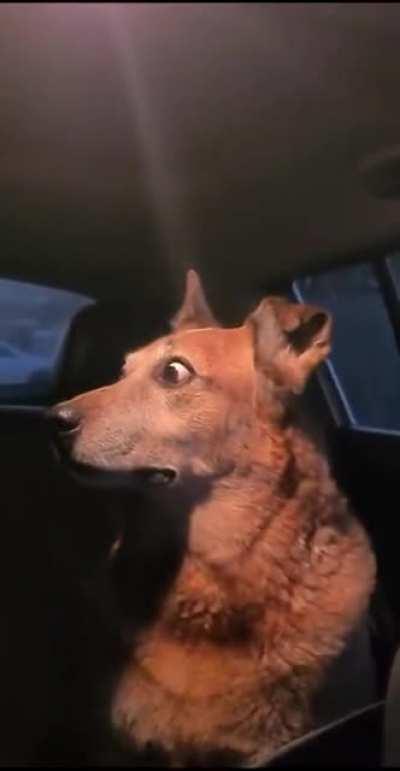 Italy is a terrifying place for dogs.