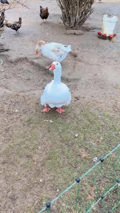 Kumiko wishes to have her say on getting water changed in the pool.