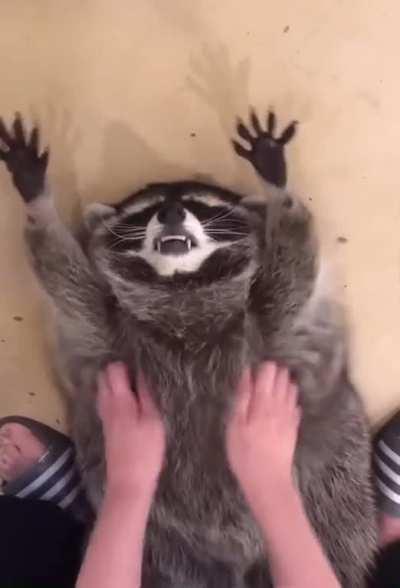 Scratching a raccoon