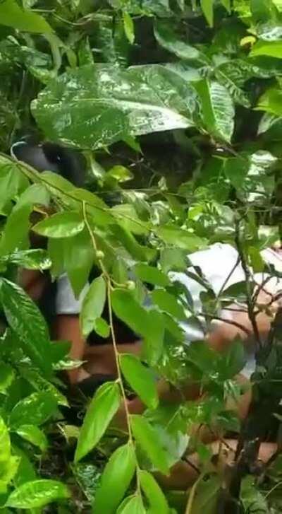 Jungle love couple premium videos comment link ♨️♨️♨️♨️♨️