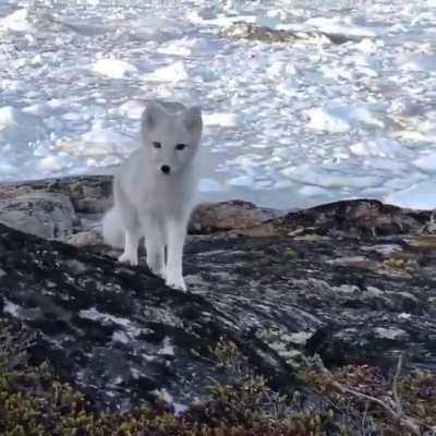 The Arctic fox has the warmest pelt of any animal found in the Arctic, enduring temperatures as low as -50 °C before its metabolism increases to provide warmth