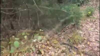 Close encounter with a bear