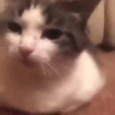 anyone got a song name i think its a newgrounds thing