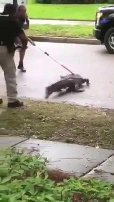 An uninvited guest under the car...