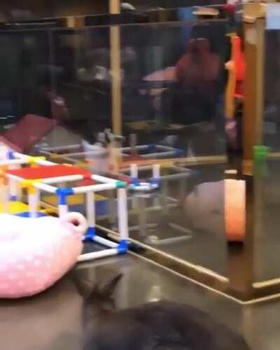 to jump like the cat