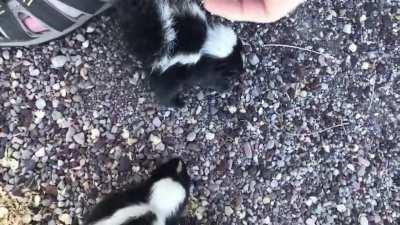 Baby skunks can spray from the time they're born