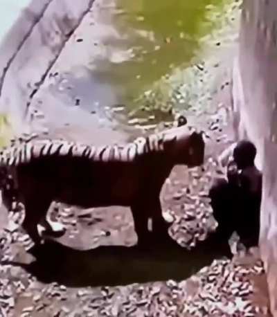 In September 2014, a man named Masqood was visiting the Delhi Zoo in India, and after observing the animals, he jumped into the tiger enclosure. This footage shows his final moments before the tiger fatally attacked him.