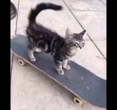 epic persona 69 final cat boss fight