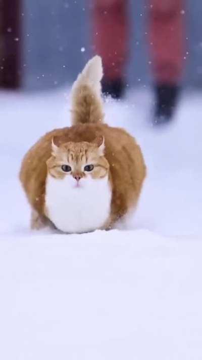 Зимний тыгыдык