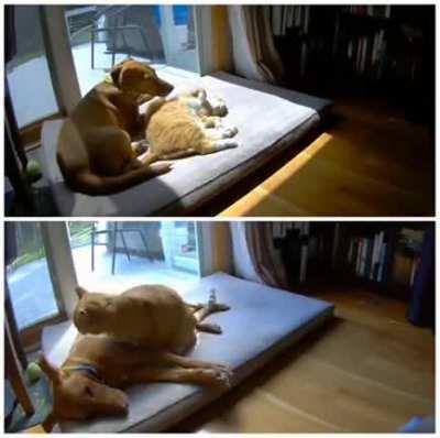 Video analysis of the difference between the dog joining the cat for a nap, and the cat joining the dog.