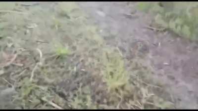 Russian soldiers ambushed and cut the fiber-optic cable of a Ukrainian FPV drone, disabling it.