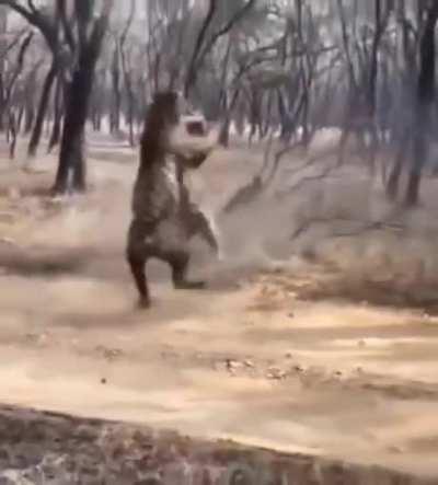 Respecting tigers from a distance.