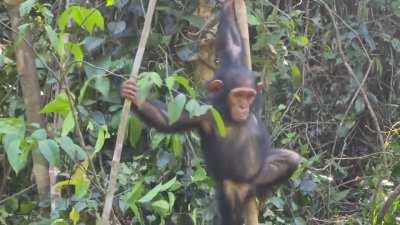 Rescued Chimpanzee Niete Playing