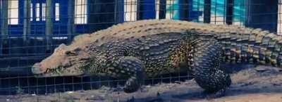 🔥 Never knew Crocodiles could gallop.