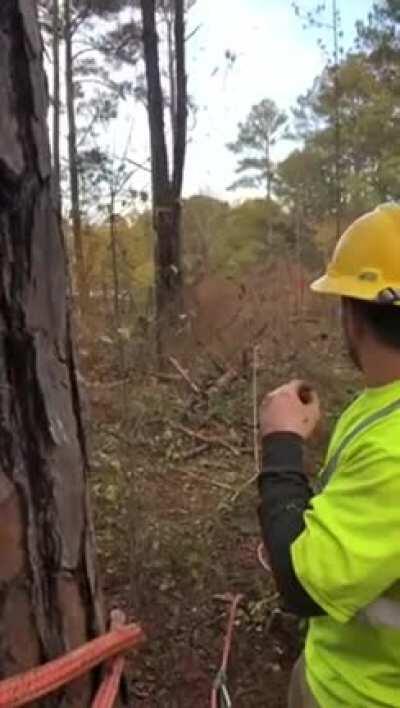 Cutting down a tree goes wrong