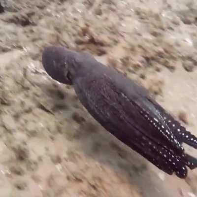 Octopus going stealth mode