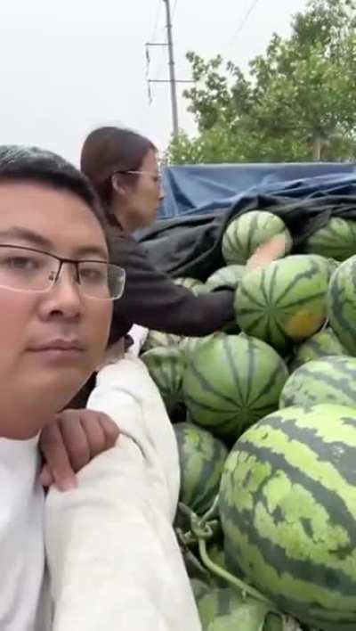 Picking a watermelon