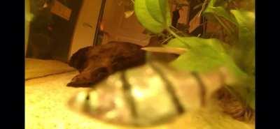 I found an old go pro and I decided to put the go pro in one of my aquariums and then this happened