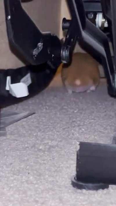 Then he waddled away