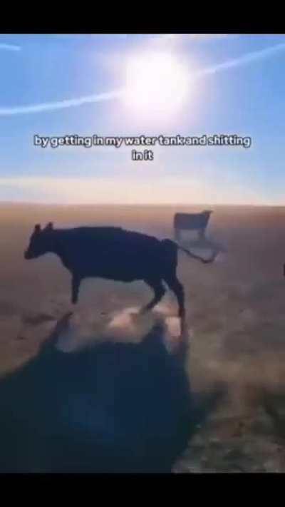 Mods, please tell me I'm allowed to post this. This is the funniest thing I've seen in a while.