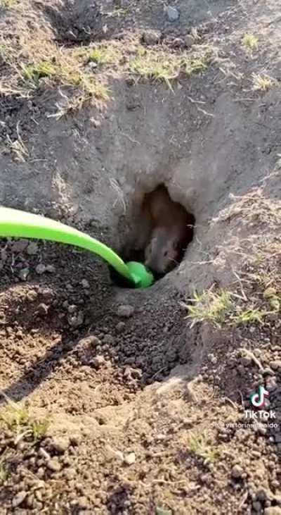 helping a gopher dig a tunnel 🥰