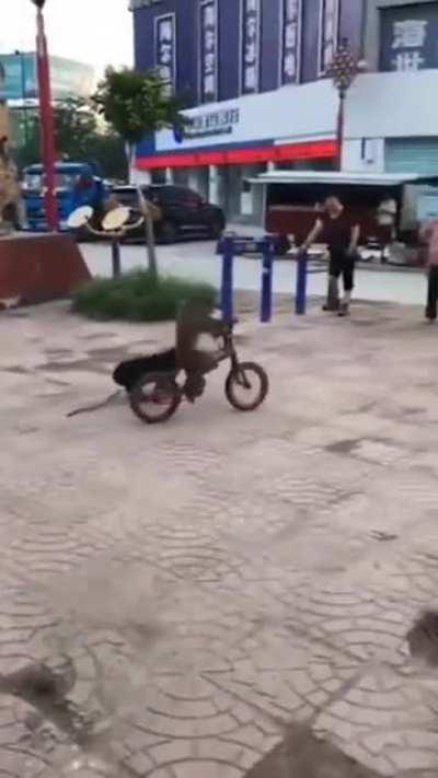 Monkey riding a bike