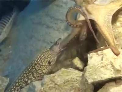 Moray Eel attacks an Octopus