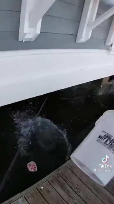 Restaurant thinks they own the ocean and throw a fishermans bounty back into the water