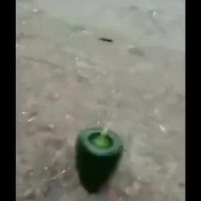 Así le hacemos a los chiles para que piquen y se pongan bravos!