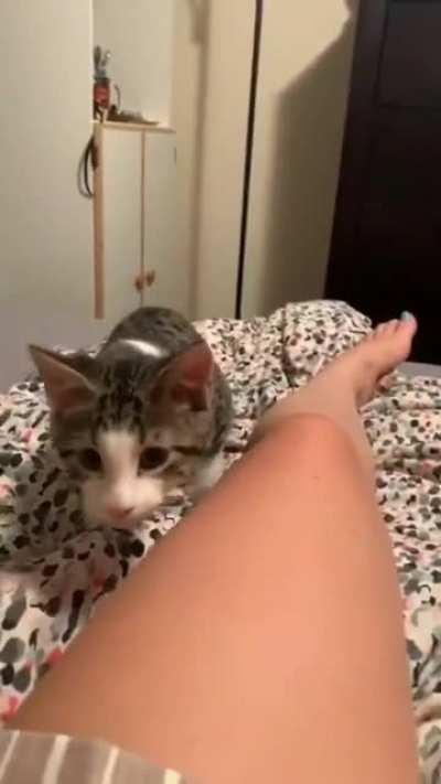 I take great pleasure in mischief, now I will frighten you