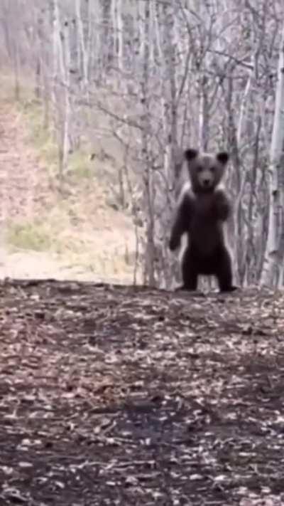 A terrifying display of intimidation