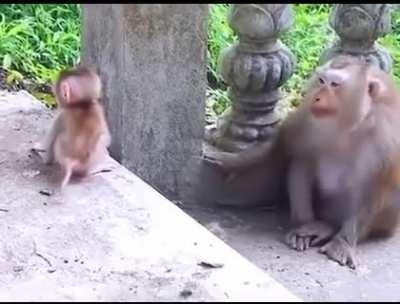 🔥 This momma monkey making faces at her little one to entertain them 🔥